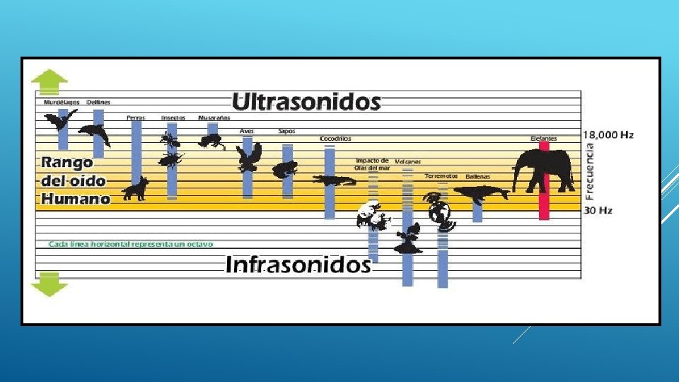  Irritabilidad: Capacidad de detectar estímulos y elaborar respuestas (complejas) Las distintas especies perciben