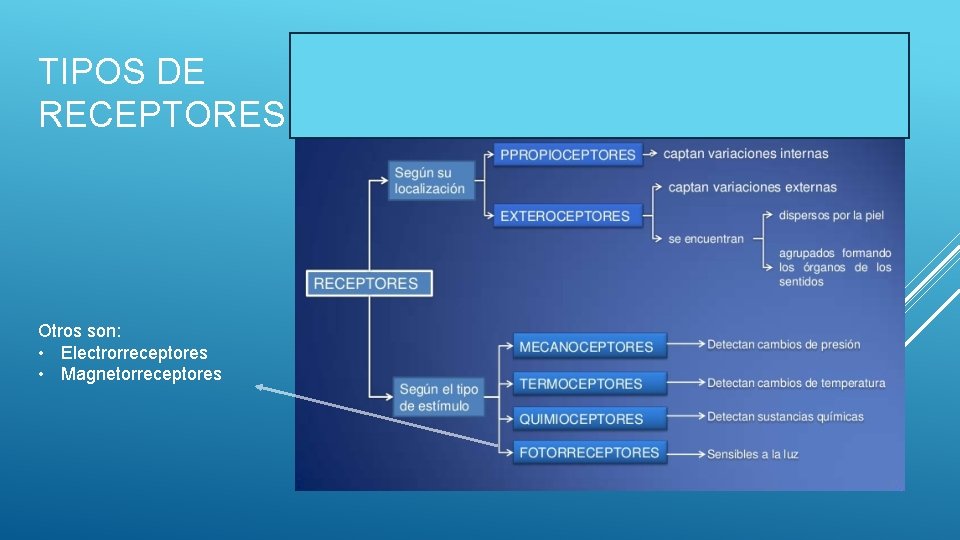 TIPOS DE RECEPTORES Otros son: • Electrorreceptores • Magnetorreceptores 