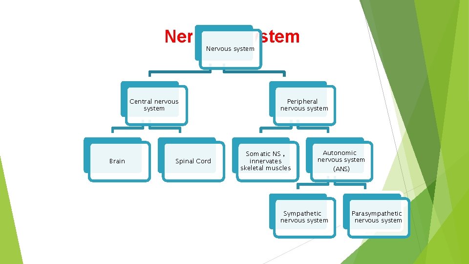 Nervous system Central nervous system Brain Spinal Cord Peripheral nervous system Somatic NS ,