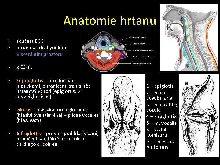 Anatomie hrtanu • • součást DCD uložen v infrahyoidním viscerálním prostoru • 3 části:
