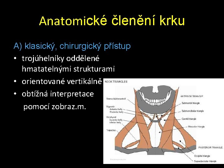 Anatomické členění krku A) klasický, chirurgický přístup • trojúhelníky oddělené hmatatelnými strukturami • orientované