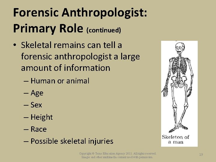 Forensic Anthropologist: Primary Role (continued) • Skeletal remains can tell a forensic anthropologist a
