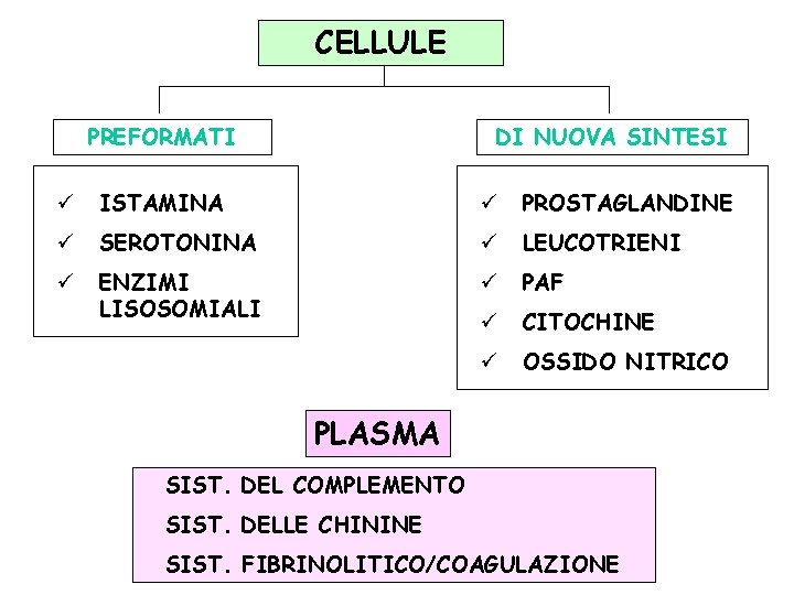 CELLULE PREFORMATI DI NUOVA SINTESI ü ISTAMINA ü PROSTAGLANDINE ü SEROTONINA ü LEUCOTRIENI ü