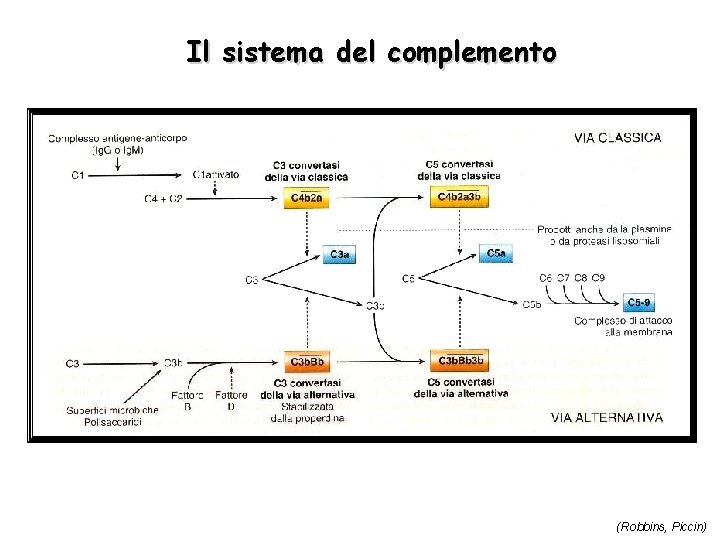Il sistema del complemento (Robbins, Piccin) 