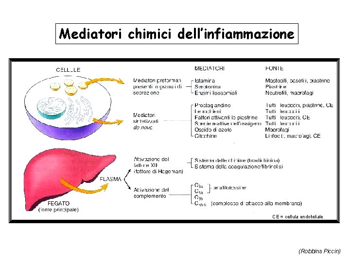 Mediatori chimici dell’infiammazione CE = cellula endoteliale (Robbins Piccin) 