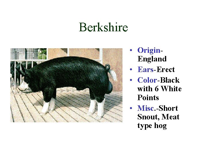 Berkshire • Origin. England • Ears-Erect • Color-Black with 6 White Points • Misc.