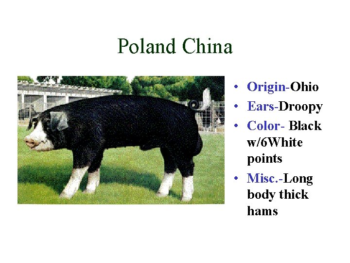 Poland China • Origin-Ohio • Ears-Droopy • Color- Black w/6 White points • Misc.