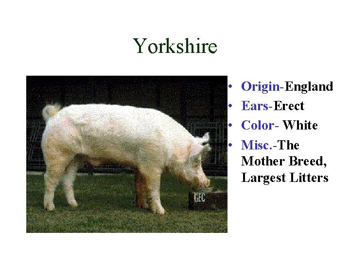 Yorkshire • • Origin-England Ears-Erect Color- White Misc. -The Mother Breed, Largest Litters 