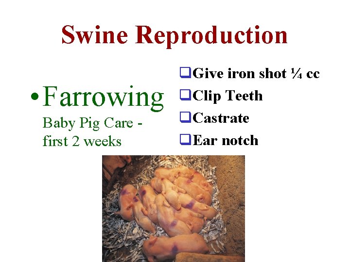 Swine Reproduction • Farrowing Baby Pig Care first 2 weeks q. Give iron shot