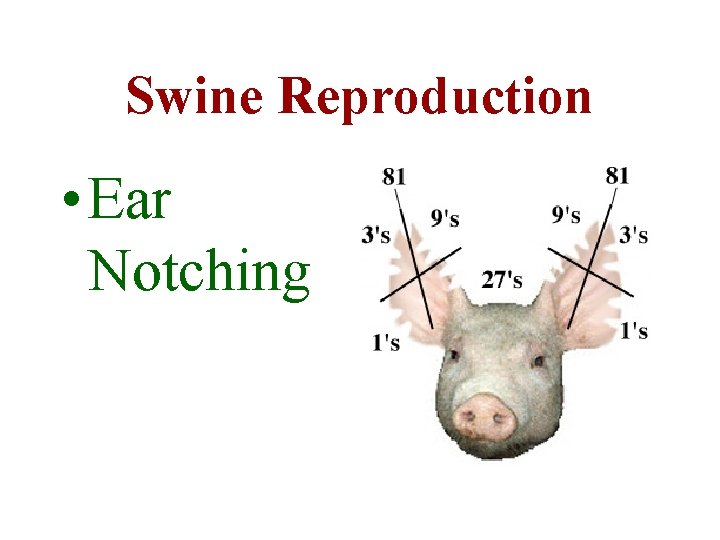 Swine Reproduction • Ear Notching 