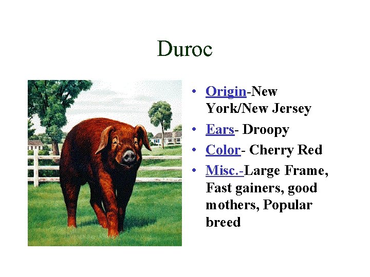 Duroc • Origin-New York/New Jersey • Ears- Droopy • Color- Cherry Red • Misc.