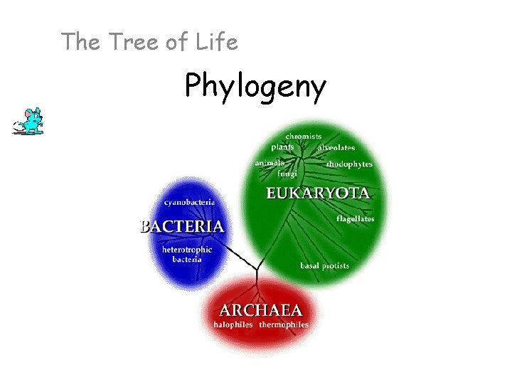 The Tree of Life Phylogeny 