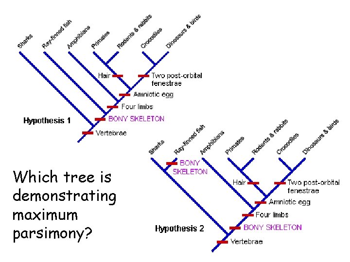 Which tree is demonstrating maximum parsimony? 