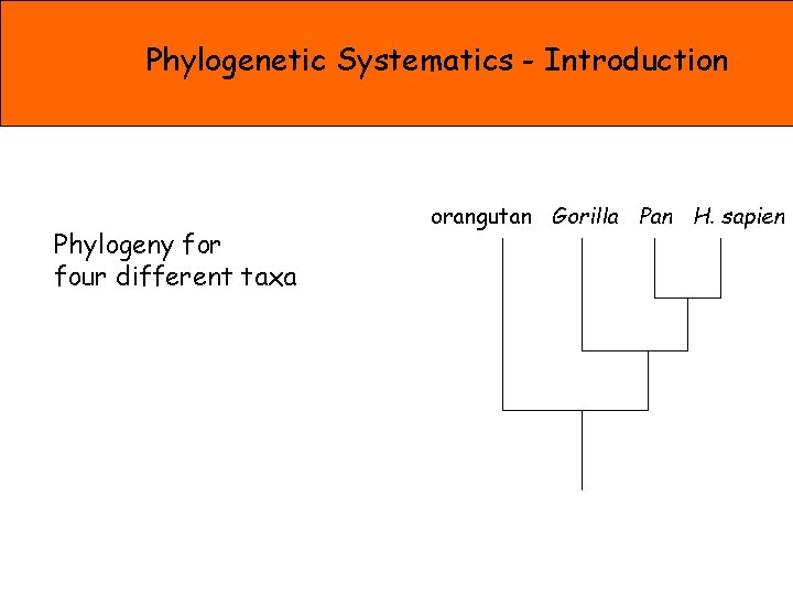 Phylogenetic Systematics - Introduction Phylogeny for four different taxa orangutan Gorilla Pan H. sapien