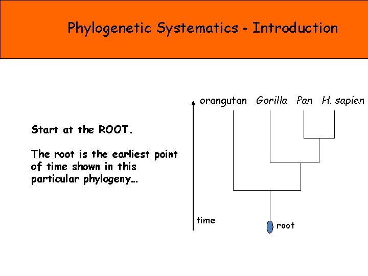 Phylogenetic Systematics - Introduction orangutan Gorilla Pan H. sapien Start at the ROOT. The
