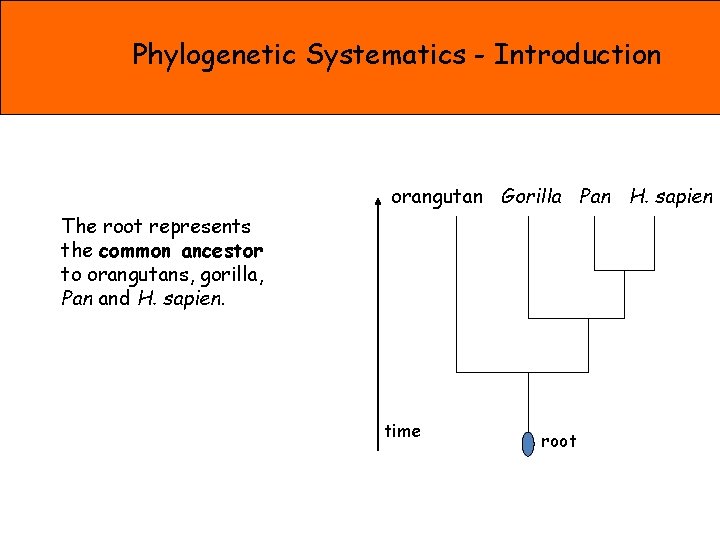 Phylogenetic Systematics - Introduction orangutan Gorilla Pan H. sapien The root represents the common