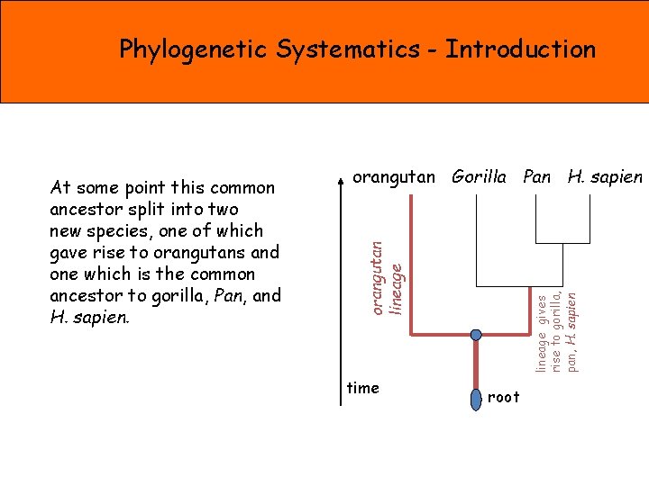 Phylogenetic Systematics - Introduction orangutan Gorilla Pan H. sapien time lineage gives rise to