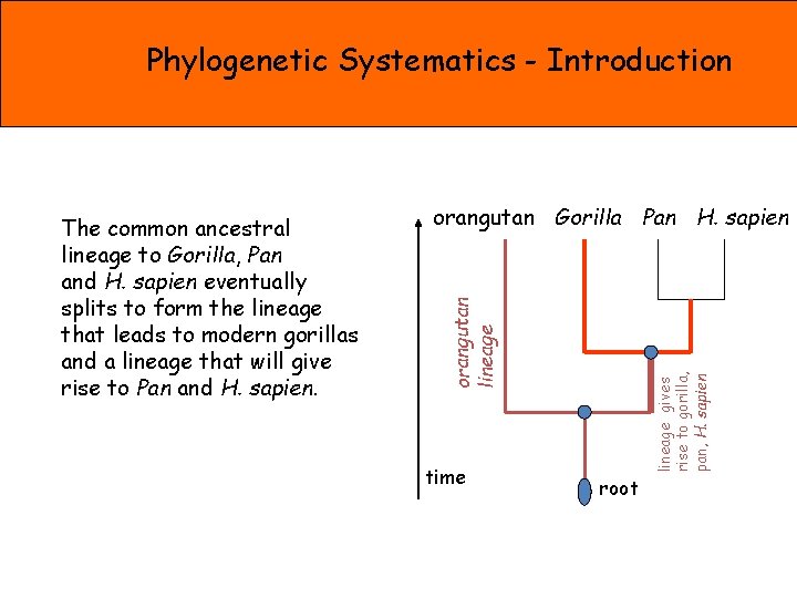 Phylogenetic Systematics - Introduction orangutan Gorilla Pan H. sapien time lineage gives rise to