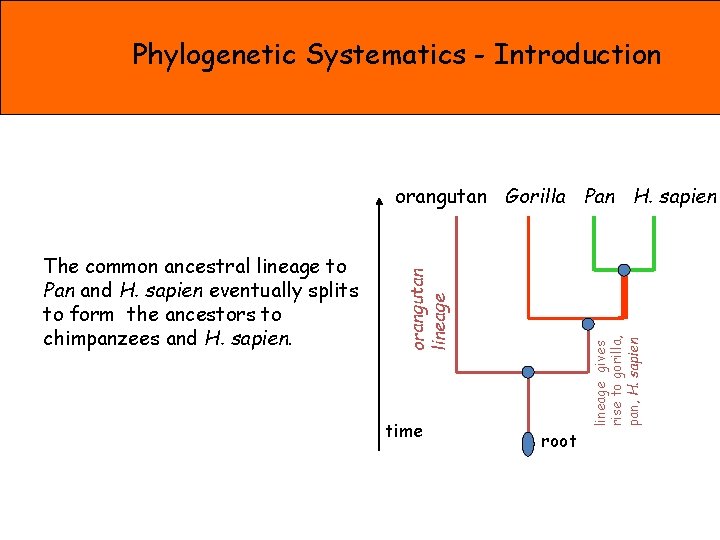 Phylogenetic Systematics - Introduction time lineage gives rise to gorilla, pan, H. sapien The