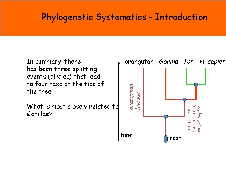 Phylogenetic Systematics - Introduction time lineage gives rise to gorilla, pan, H. sapien What