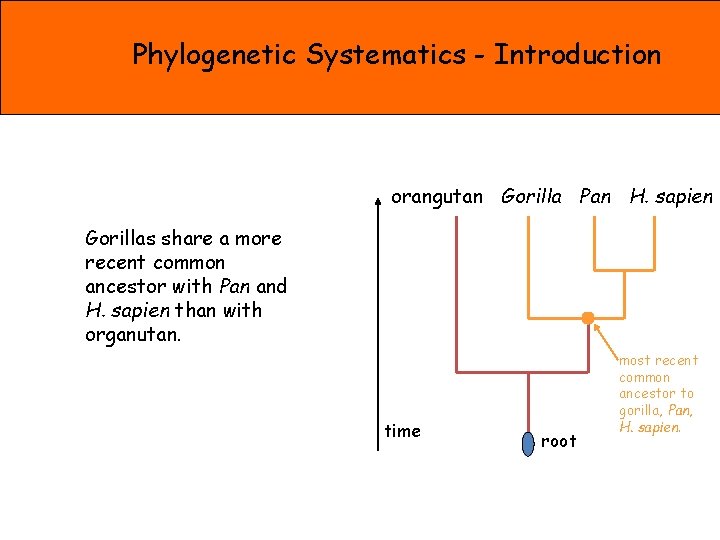 Phylogenetic Systematics - Introduction orangutan Gorilla Pan H. sapien Gorillas share a more recent