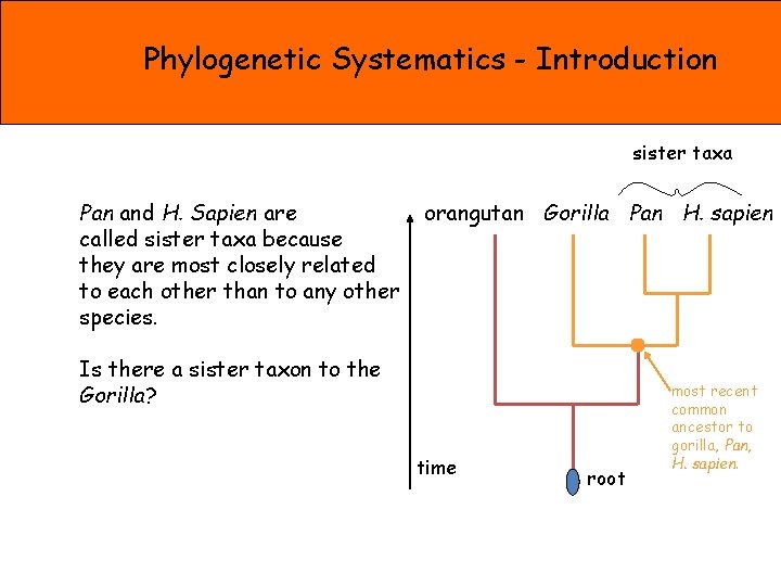 Phylogenetic Systematics - Introduction sister taxa Pan and H. Sapien are called sister taxa