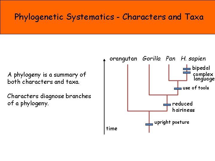 Phylogenetic Systematics - Characters and Taxa orangutan Gorilla Pan H. sapien bipedal complex language