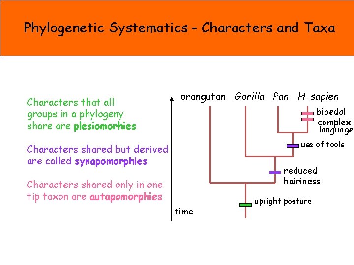 Phylogenetic Systematics - Characters and Taxa Characters that all groups in a phylogeny share
