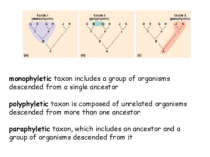 monophyletic taxon includes a group of organisms descended from a single ancestor polyphyletic taxon