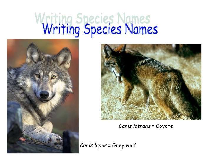 Canis latrans = Coyote Canis lupus = Grey wolf 