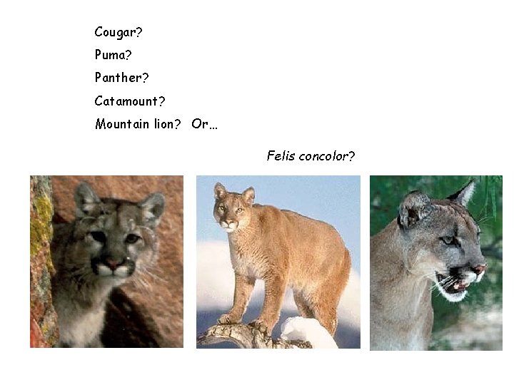Cougar? Puma? Panther? Catamount? Mountain lion? Or… Felis concolor? 