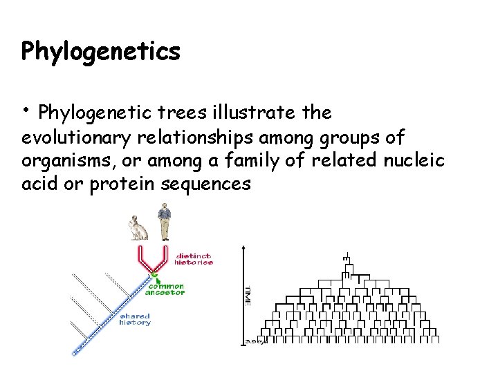 Phylogenetics • Phylogenetic trees illustrate the evolutionary relationships among groups of organisms, or among