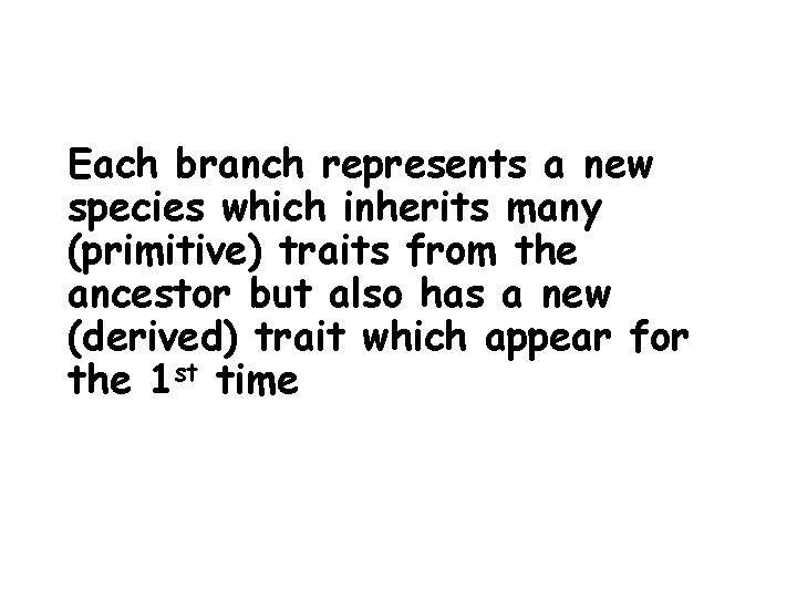 Each branch represents a new species which inherits many (primitive) traits from the ancestor