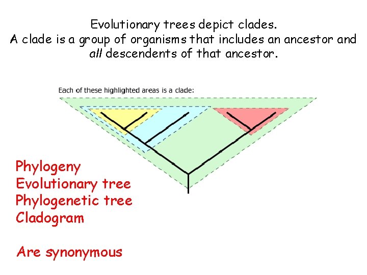 Evolutionary trees depict clades. A clade is a group of organisms that includes an