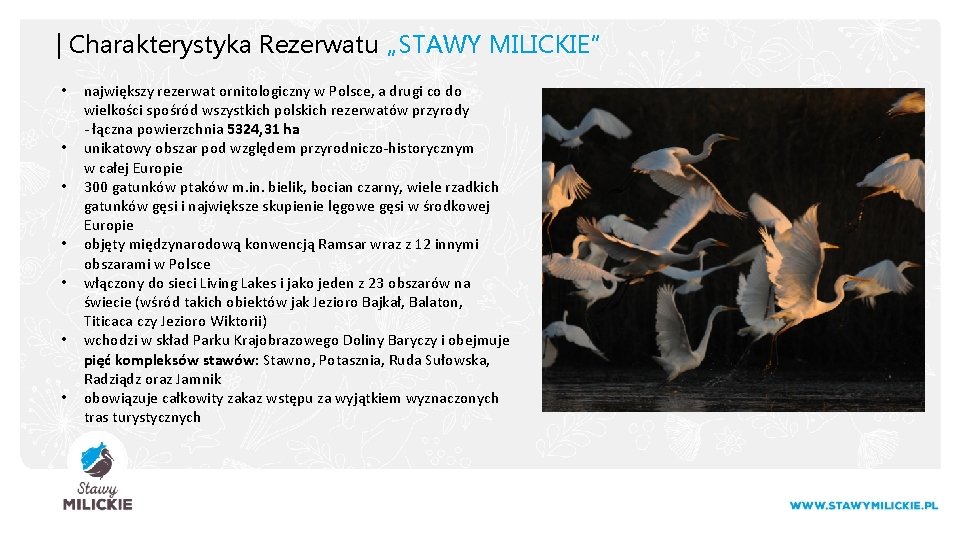 | Charakterystyka Rezerwatu „STAWY MILICKIE” • • największy rezerwat ornitologiczny w Polsce, a drugi
