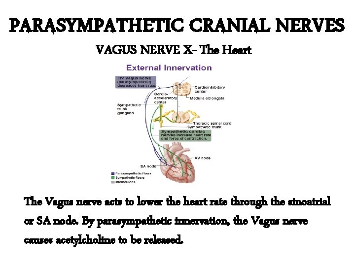 PARASYMPATHETIC CRANIAL NERVES VAGUS NERVE X- The Heart The Vagus nerve acts to lower
