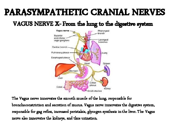 PARASYMPATHETIC CRANIAL NERVES VAGUS NERVE X- From the lung to the digestive system The