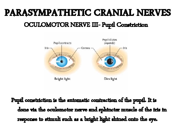 PARASYMPATHETIC CRANIAL NERVES OCULOMOTOR NERVE III- Pupil Constriction Pupil constriction is the automatic contraction PARASYMPATHETIC CRANIAL NERVES OCULOMOTOR NERVE III- Pupil Constriction Pupil constriction is the automatic contraction