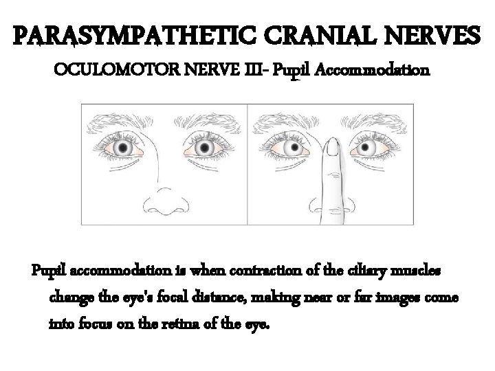 PARASYMPATHETIC CRANIAL NERVES OCULOMOTOR NERVE III- Pupil Accommodation Pupil accommodation is when contraction of