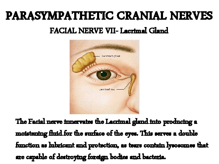 PARASYMPATHETIC CRANIAL NERVES FACIAL NERVE VII- Lacrimal Gland The Facial nerve innervates the Lacrimal