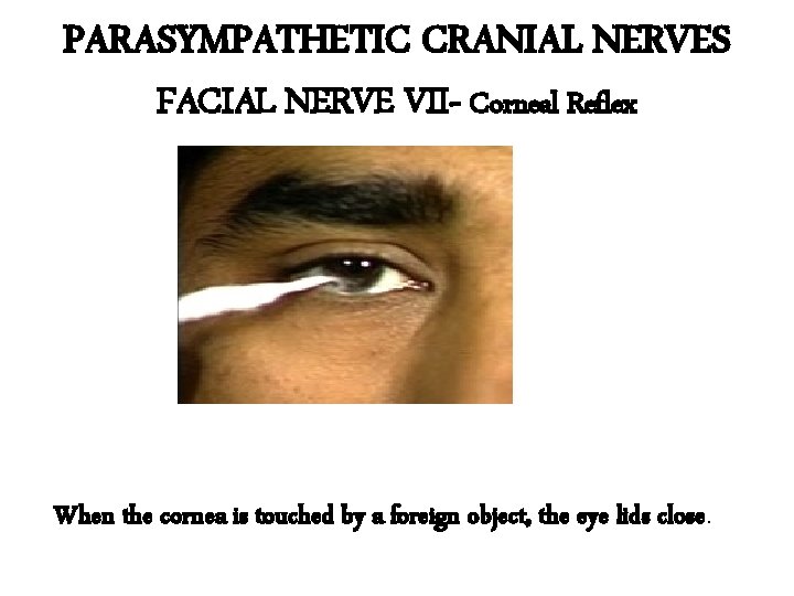PARASYMPATHETIC CRANIAL NERVES FACIAL NERVE VII- Corneal Reflex When the cornea is touched by PARASYMPATHETIC CRANIAL NERVES FACIAL NERVE VII- Corneal Reflex When the cornea is touched by
