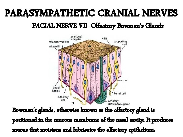 PARASYMPATHETIC CRANIAL NERVES FACIAL NERVE VII- Olfactory Bowman's Glands Bowman's glands, otherwise known as