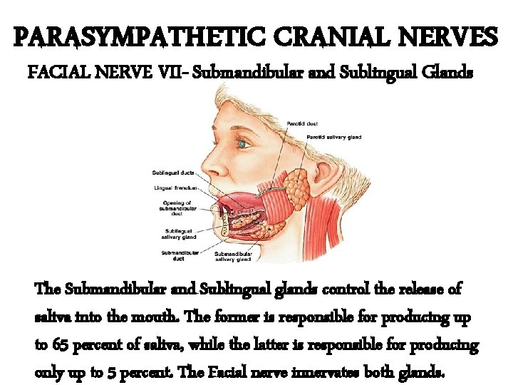 PARASYMPATHETIC CRANIAL NERVES FACIAL NERVE VII- Submandibular and Sublingual Glands The Submandibular and Sublingual