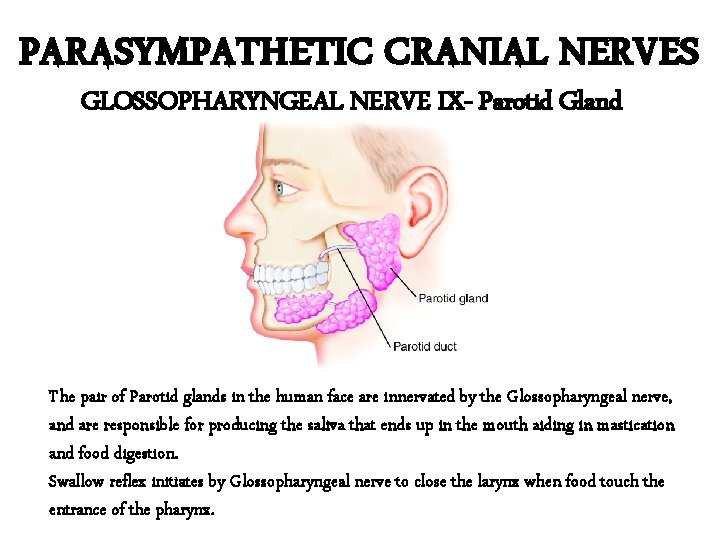 PARASYMPATHETIC CRANIAL NERVES GLOSSOPHARYNGEAL NERVE IX- Parotid Gland The pair of Parotid glands in