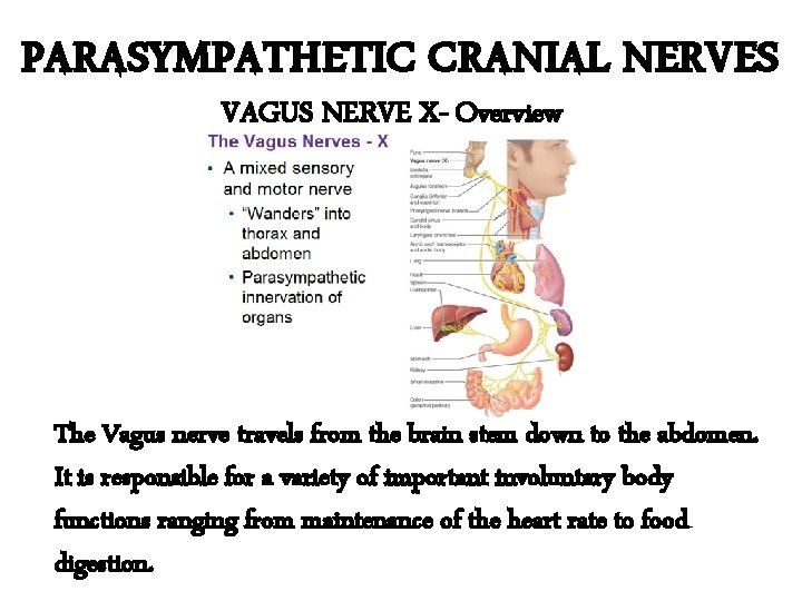 PARASYMPATHETIC CRANIAL NERVES VAGUS NERVE X- Overview The Vagus nerve travels from the brain PARASYMPATHETIC CRANIAL NERVES VAGUS NERVE X- Overview The Vagus nerve travels from the brain