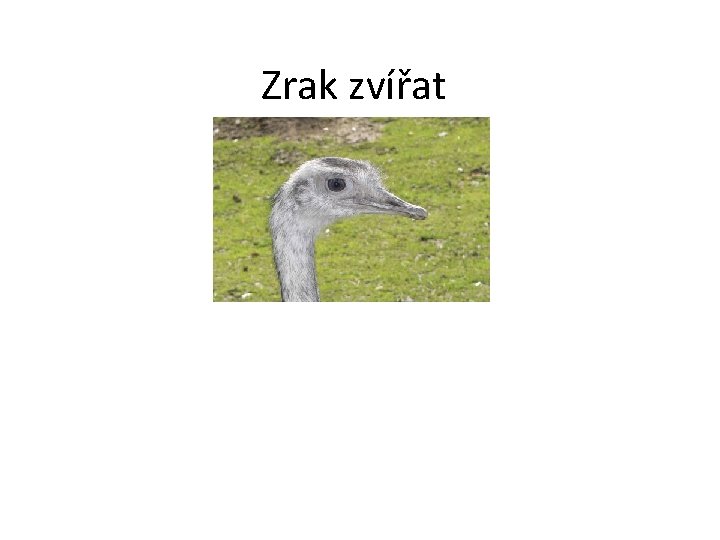 Zrak zvířat 