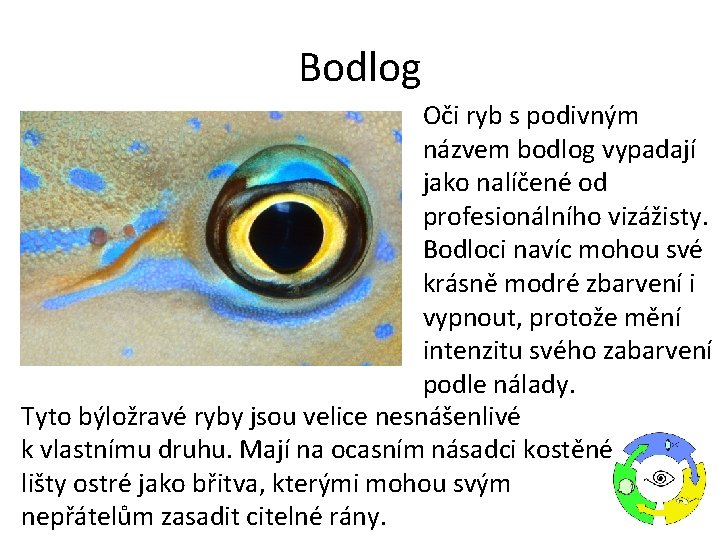 Bodlog Oči ryb s podivným názvem bodlog vypadají jako nalíčené od profesionálního vizážisty. Bodloci