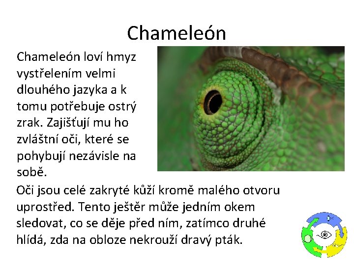 Chameleón loví hmyz vystřelením velmi dlouhého jazyka a k tomu potřebuje ostrý zrak. Zajišťují