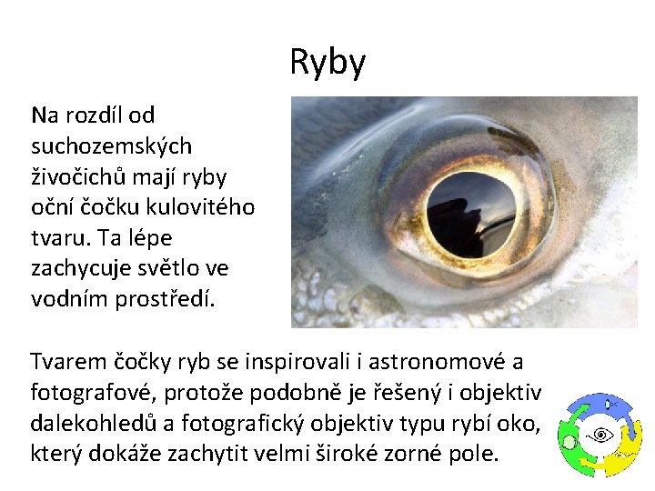 Ryby Na rozdíl od suchozemských živočichů mají ryby oční čočku kulovitého tvaru. Ta lépe