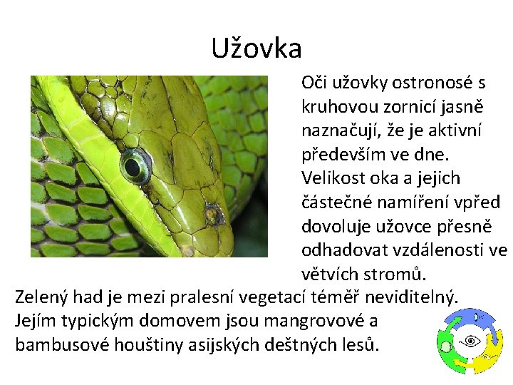 Užovka Oči užovky ostronosé s kruhovou zornicí jasně naznačují, že je aktivní především ve Užovka Oči užovky ostronosé s kruhovou zornicí jasně naznačují, že je aktivní především ve